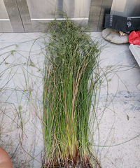 ��˵��Ұ�ݸ���Ѽ�����ζ���