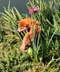 �����С��Ȯ��ԭ���� ���Ұ�æ