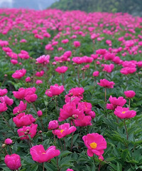 ̨���⼸���������࿪�ţ�õ�塢��ҩ���ž鷱��ʢ��