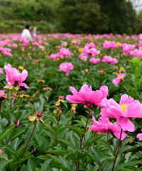 ���Ұ�ʯ����ҩ��