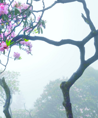 �㽭��̨����ǧ��ž飬��ǧĶ����