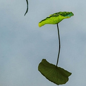 ������Ӱ