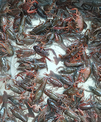 ����Ұ��С����С��Ϻ���ģ�һ��ץһͰ