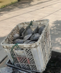 �Ӱ�Ҫ��ô���Ż������飬����������ص�Ҳû������