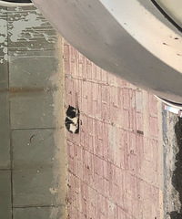 ��Һ����ҹ��������ֻССè����������è�Ŀ��Թ�ȥ����