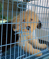 ������ȫ���Ŵ�����Ȯ