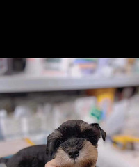 ����ѩ����ĸ