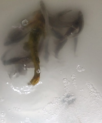 ������Ϊʲô�������žͱ�ɫ�˰�