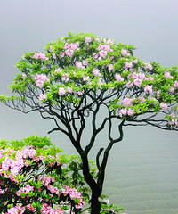 �˼����·��ƾ��������ž���Ȼ��