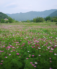 �ψ�������ʪ�ع�԰�ĸ�ɣ���ո�ʢ��