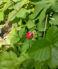 ����ժ�˳��ˣ�ԭ������ݮ