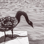 Ŭ������