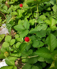 ԭ������ݮ���ܳ�