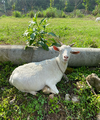 ӵ���������