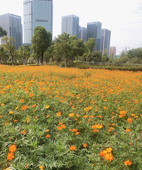 ���۸��᡿��ĸ�Ժ��ӿ�����ǽ�������Ͷ����