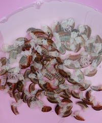 ����˵��С��Ϻ��������û����