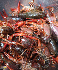 �����һ����Ϻ��ơ������Ϻ