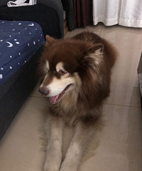 ����˹���������