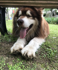 ����˹���������