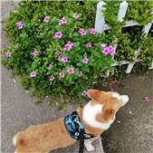 ������������ɢ��