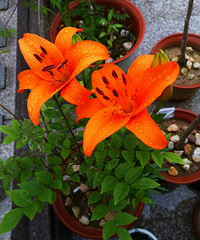 ���ҵĶ��������������������Я�ֹ������Ǹ���