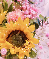 ϲ�������������