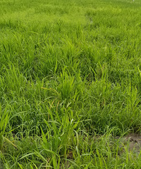 ̨��ĳˮ��������ֲݻ����ֵ���