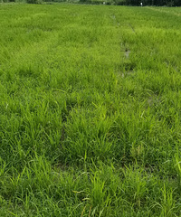 ̨��ĳˮ��������ֲݻ����ֵ���