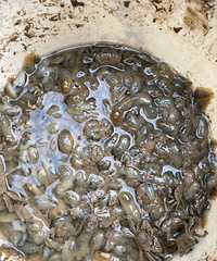 һ����ĳɹ���ץ����ô��ġ������