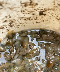 һ����ĳɹ���ץ����ô��ġ������