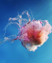 ̨�ݺ���ݵ�ˮĸ