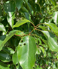 ���ӳ�Ҷ�Ӷ���ô���Ե���ר���м�Ը�Բ