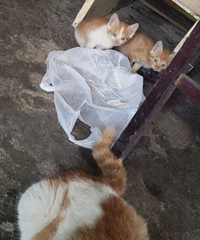 ��԰è��������