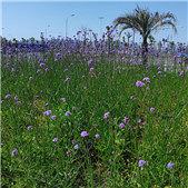 ��ɳ�壬���޺�ȥ��