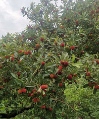 ̨�ݱ��غ�̿÷�����죬������÷����ʮ�����Ҳ�����