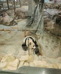 ��ƽ��Ĵ�ʦ�Ĺ�����è