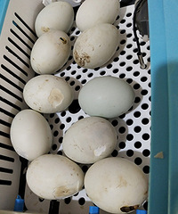 28�������СѼ��