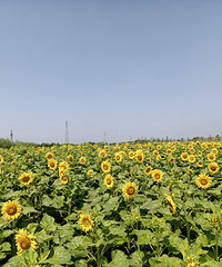 ���ڽֵ�������һ��һ�ȵ����տ��������ֿ�ʼ��