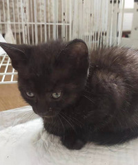 ��Ҫ���������è����ϵ