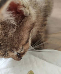 ��Ҫ���������è����ϵ