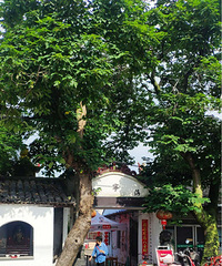 ������ģ����ｷ�������̵�