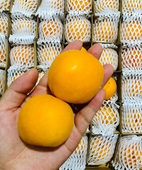 ����ڸе�С����