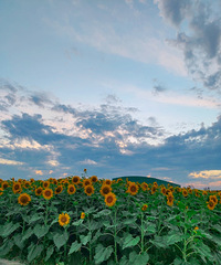 �����Ľ������տ�����