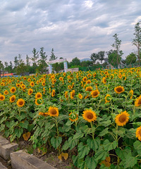 �������ռ�NO.54���������տ��������ʺ�����