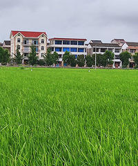 ϣ������Ұ��һƬ�����Ƶ���԰���