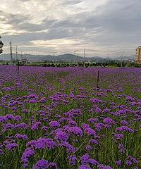 ���޲���Ѵ򿨵�