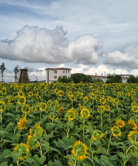 �ϵ��ӽ��µ�̫������