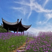 л�Ŵ�����޲�ʢ����