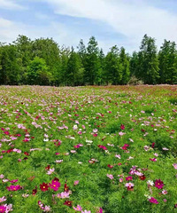 ���ޣ�������Ƭ��ɣ����ŭ�ţ�����30Ķ��