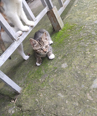 ����3ֻ�������µ�Сè��